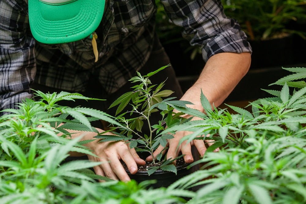 environmental factors affecting cannabis
