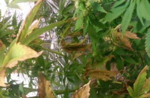 potassium deficiency marijuana