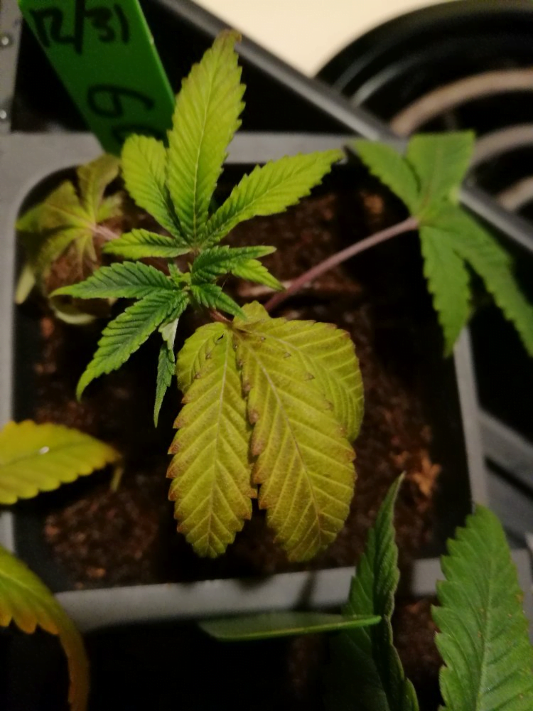 yellowing leaves in cannabis cuttings