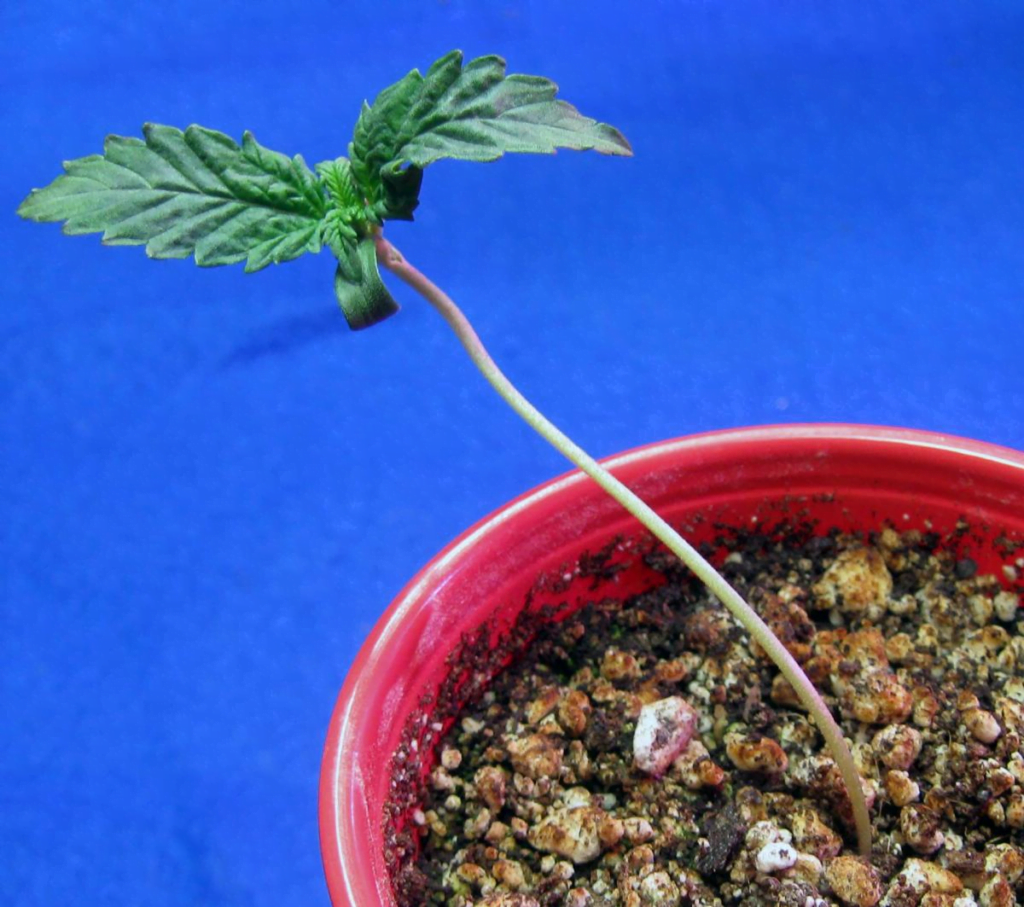cannabis seedlings stretching
