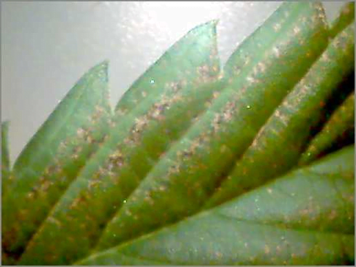 cannabis leaf showing effect of too much sodium in water