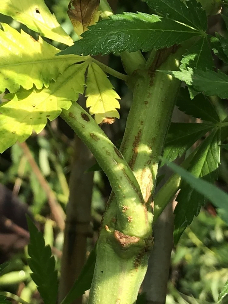 stem canker on cannabis