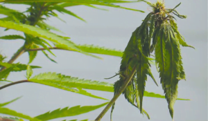 fusarium wilt in cannabis