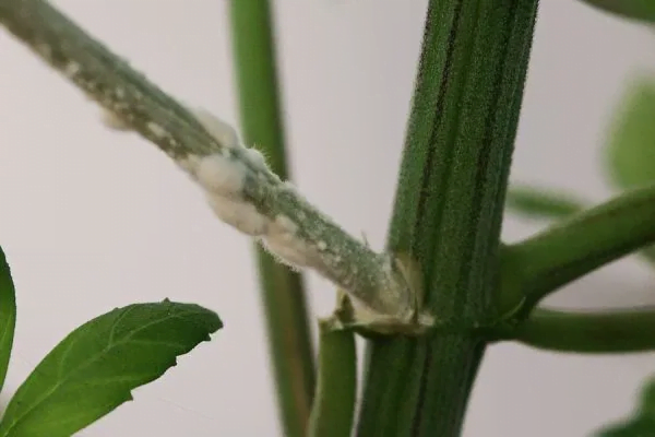 fusarium wilt infection in cannabis stem