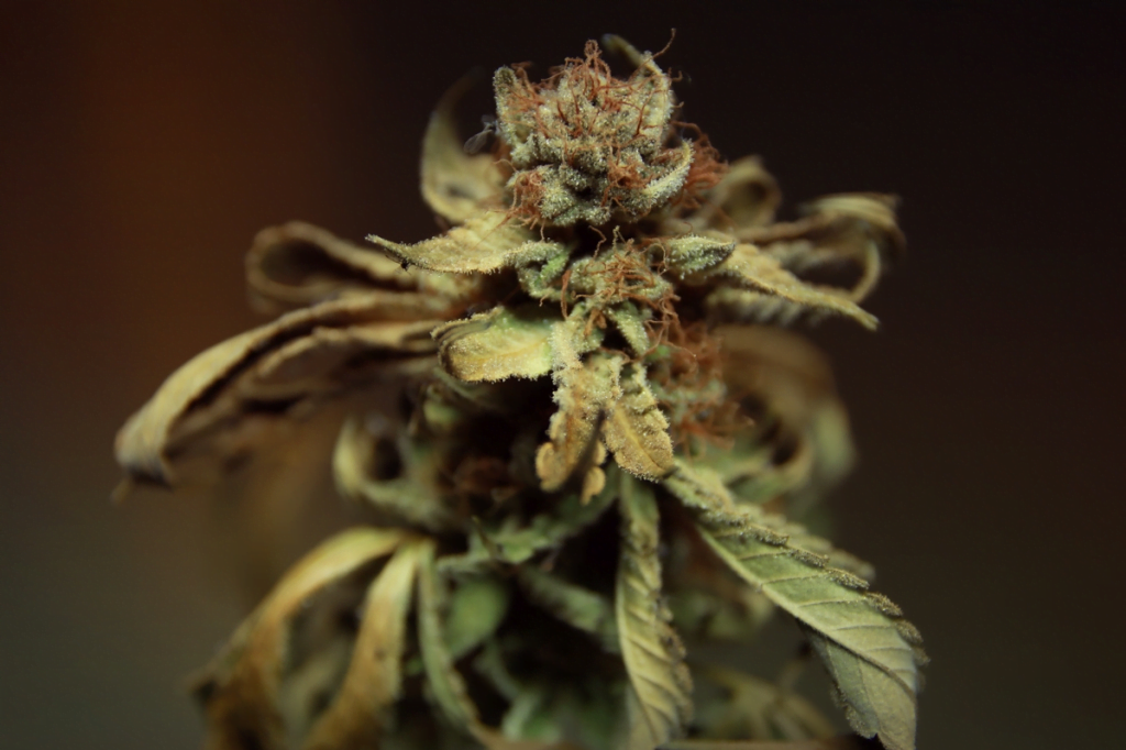 fusarium wilt infection in flowering cannabis