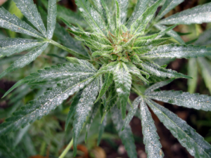powdery mildew on cannabis leaves