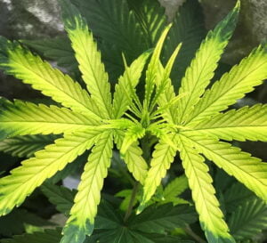 symptoms of iron deficiency in cannabis