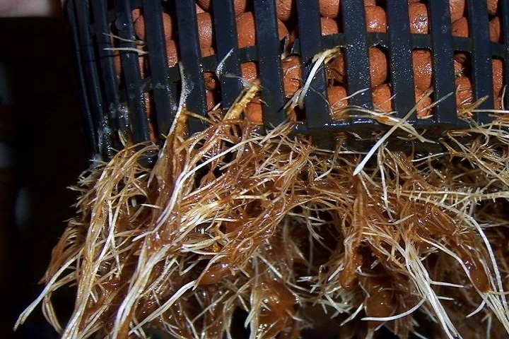 cannabis root rot in a hydroponic system