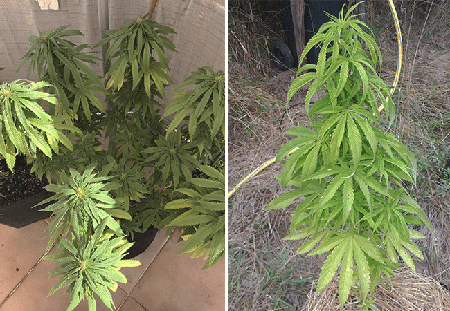 growing cannabis