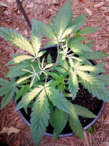 symptoms of iron deficiency in marijuana