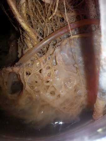 buildup of toxic pathogens due to root rot in cannabis