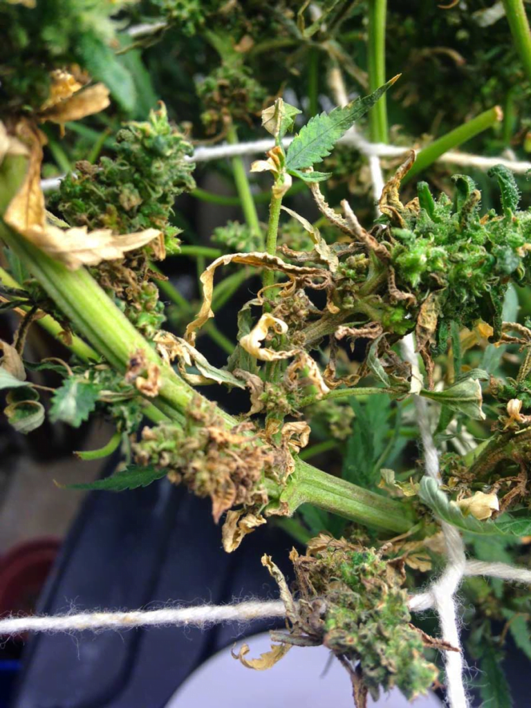 bud termination and dry down due to root rot in cannabis