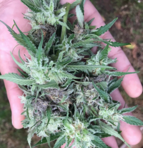 early stage bud rot in cannabis