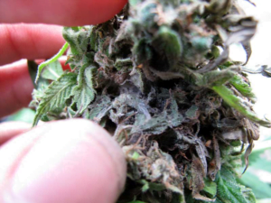bud rot in dense cannabis colas