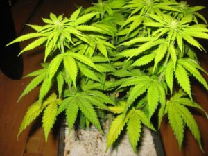 sulfur deficiency in marijuana