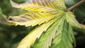 sulfur toxicity in cannabis