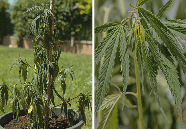 symptoms of underwatering in cannabis plant