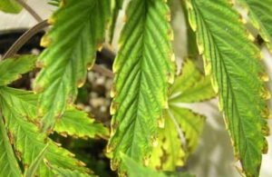 symptoms of excess boron in cannabis