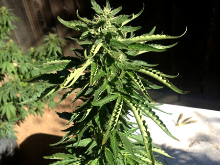 effect of cold temperature in cannabis