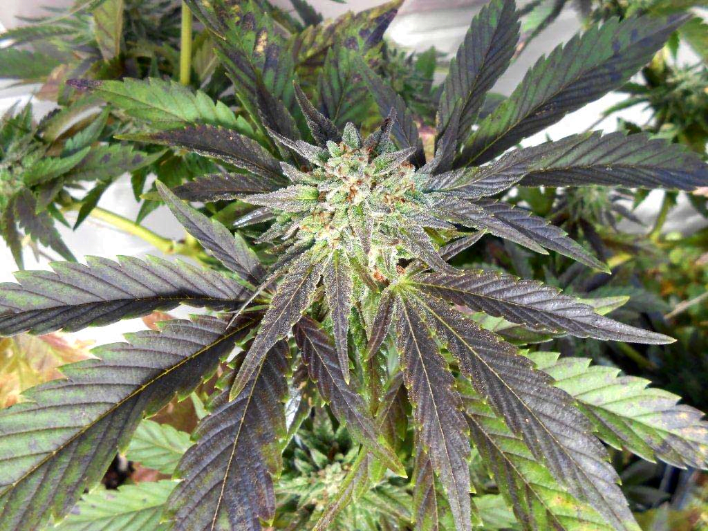 purpling in cannabis leaves due to cold temperature
