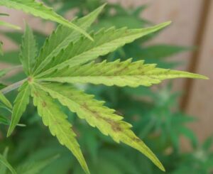 phosphorus deficiency in vegetative stage of cannabis growth