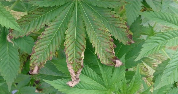 symptoms of heat stress in cannabis