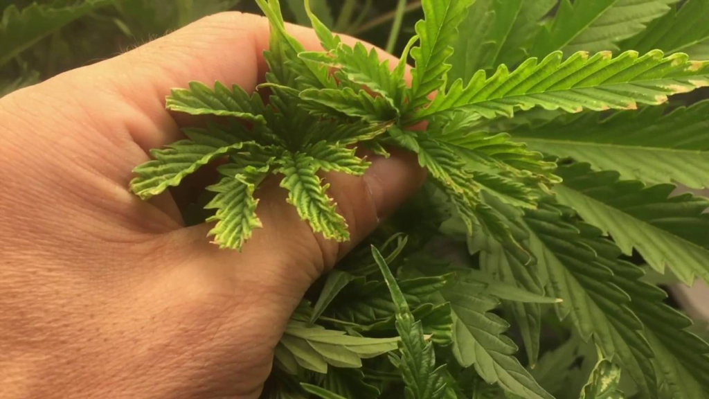 symptoms of nutrient burn in cannabis