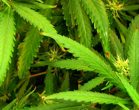 burnt leaf tips in cannabis nutrient burn