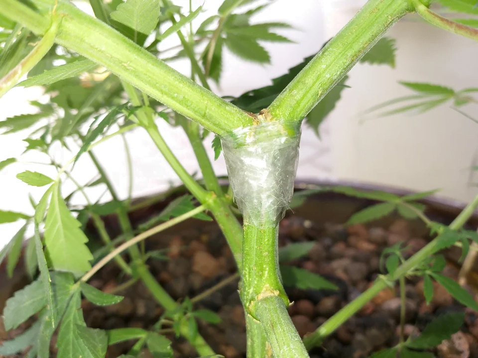 taping broken cannabis stem