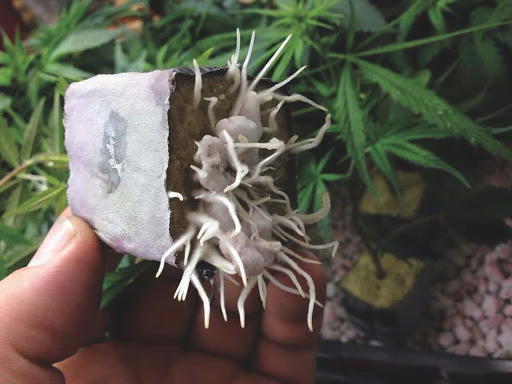cannabis clones beginning to root