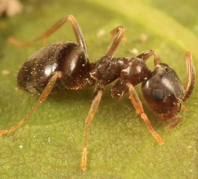 Moistur Ants