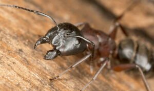 ORGANIC CARPENTER ANT PEST CONTROL