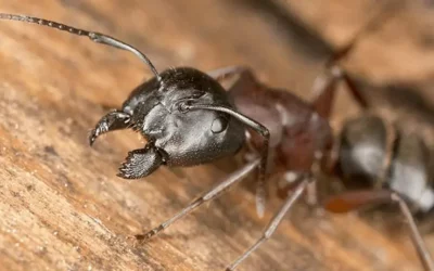 Everything You Need to Know About Carpenter Ants