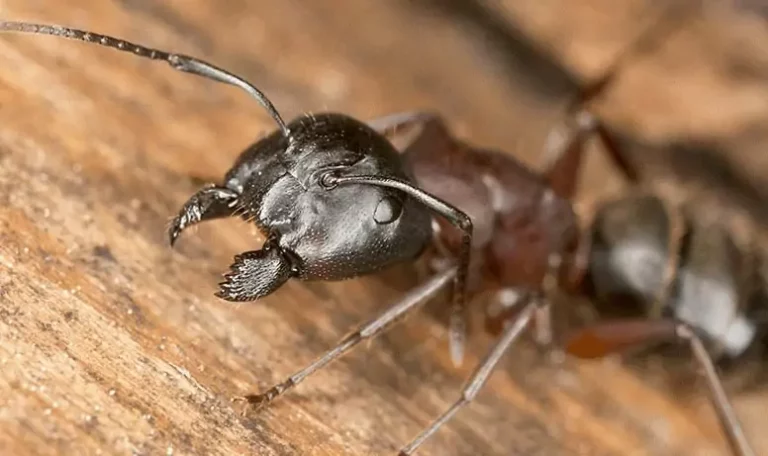 Ant and Organic Pest Control