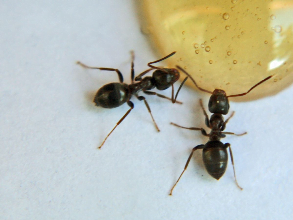 ORGANIC SUGAR ANT PEST CONTROL