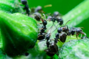 Ant Pest Control Beaverton