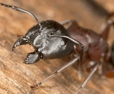 ant pest control beaverton