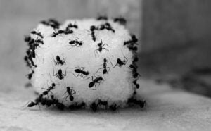 Blog_5 Ways to Get Rid of Sugar Ants_1