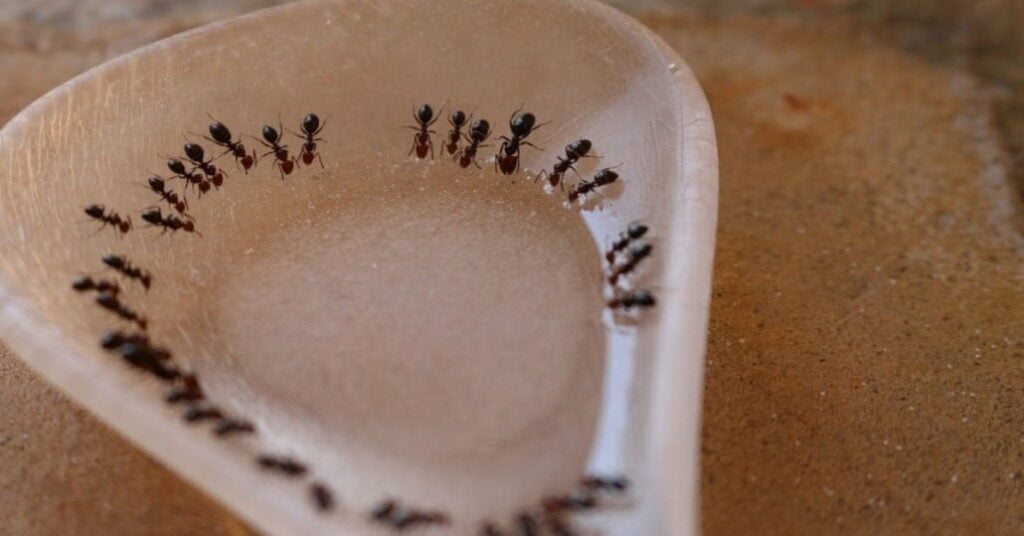 5. Give ants a sweet treat.