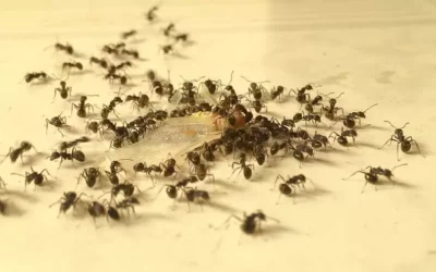 Six Ways to Get Rid of Ants in Your Home