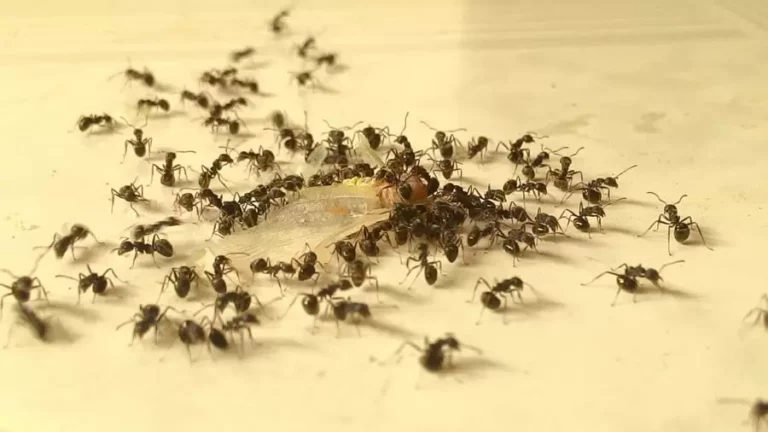 Ant and Organic Pest Control