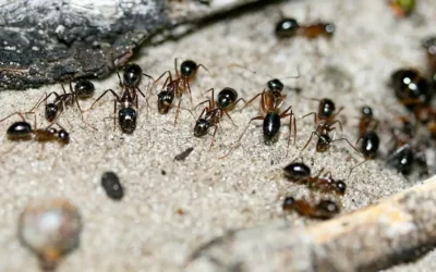 Why You Have House Ants in Beaverton Oregon in the Fall