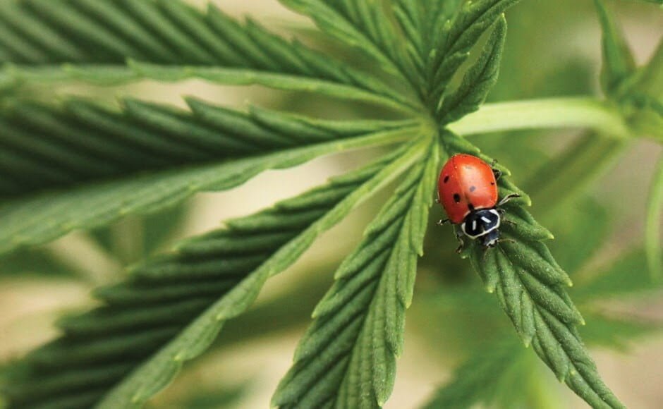 Organic IPM: Predatory Insects for Controlling Common Cannabis Pests