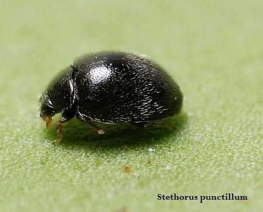 - Organic Pest Control in SW Portland CANNABIS Blog_Organic IPM- Predatory Mites for Controlling Other Pests _2