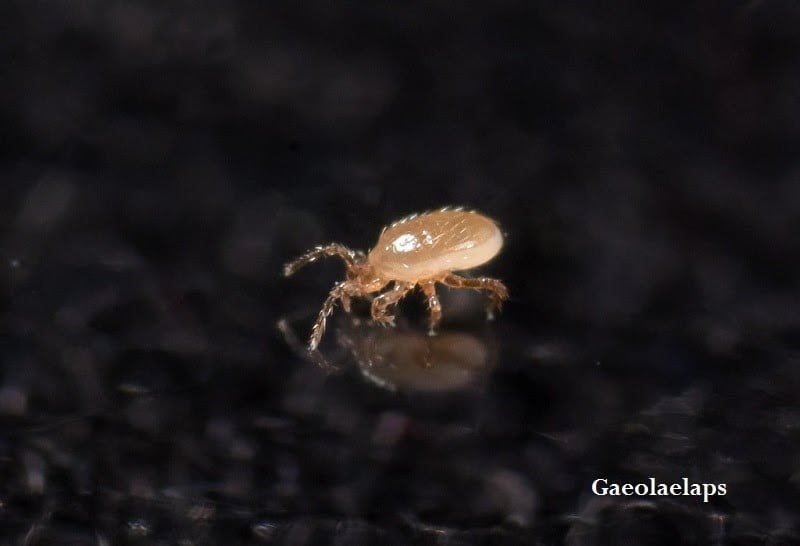 - Organic Pest Control in SW Portland variety of predatory bugs, parasitic wasps