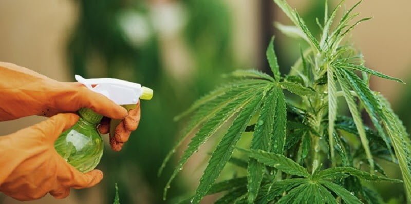 D.I.Y. Cannabis Biopesticides for Organic Pest Control