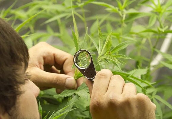 CANNABIS-PEST-CONTROL-APHIDS