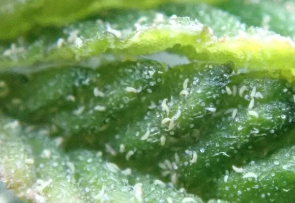 russet mites