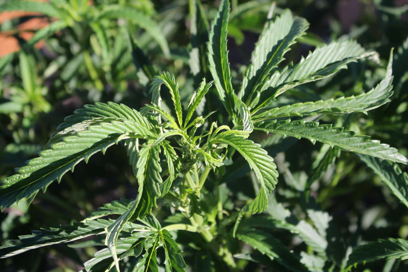 broad mites damage on cannabis