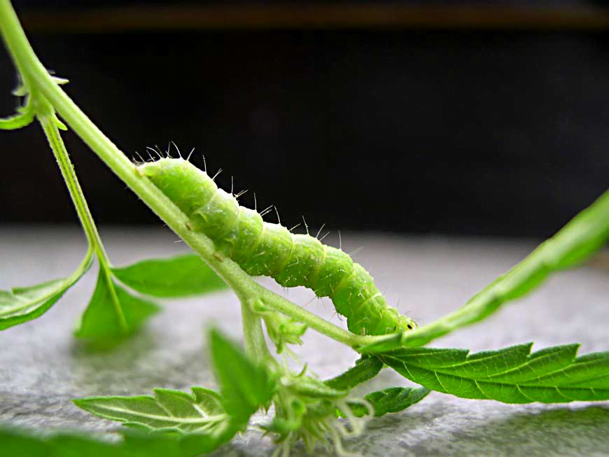 How to Get Rid of Caterpillars on Cannabis Organic Pest